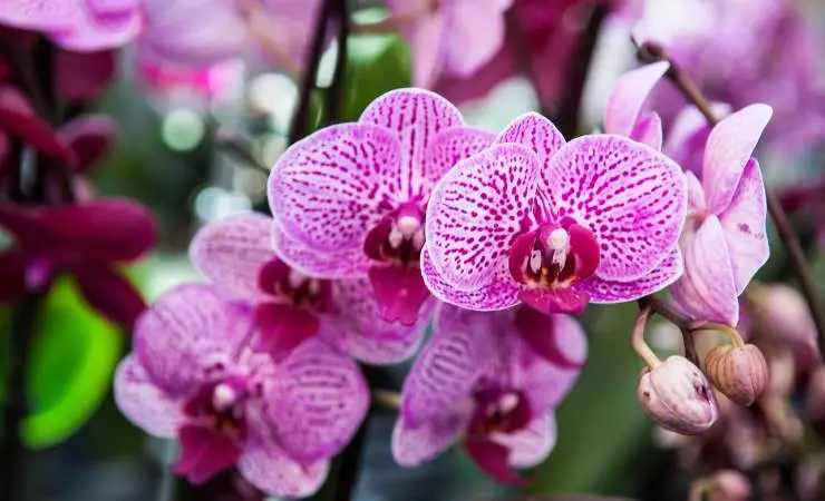 Orchid, only with this trick do nurserymen manage to make it live for ...