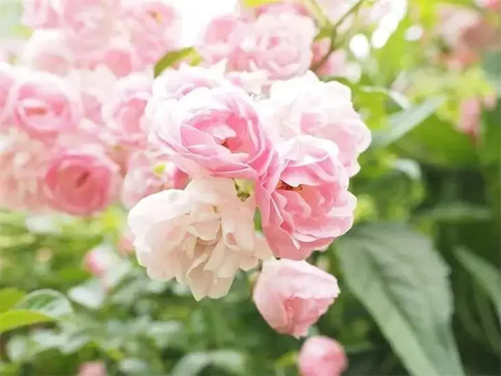 How to grow roses from a single stem? Organic Gardening Tricks