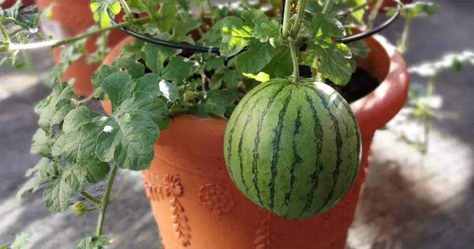 How To Grow Watermelons In Pots Organic Gardening Tricks