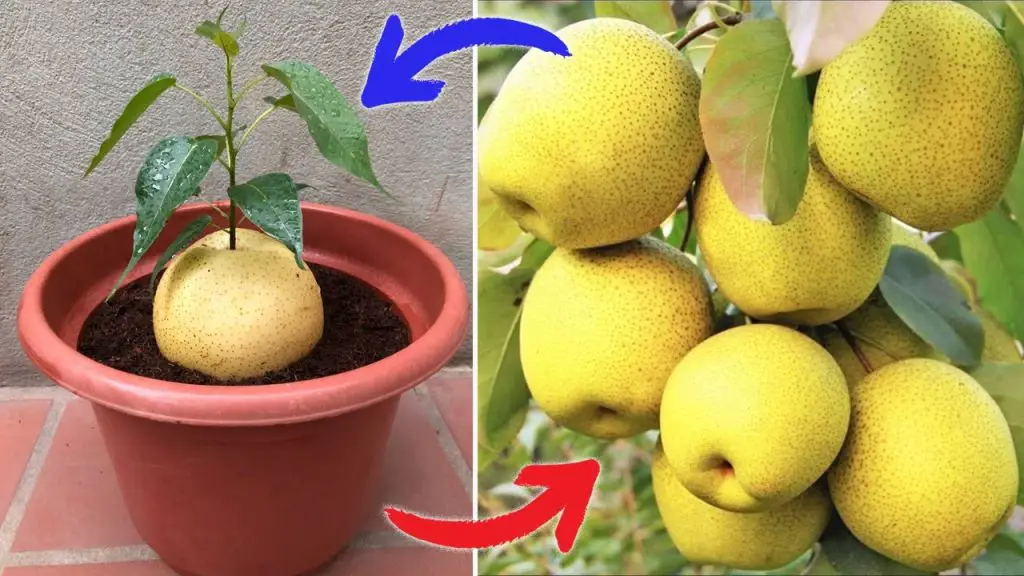 Pear Net Few people know that pears can be propagated this way | Relax Garden ...