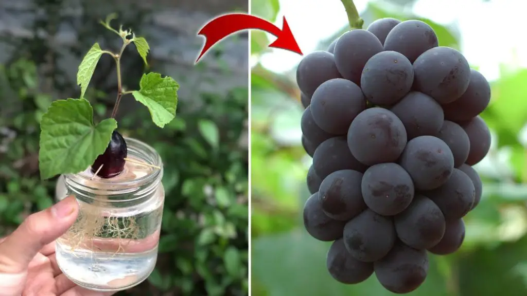 Anyone can propagate grapes using this method | Relax Garden – Organic ...