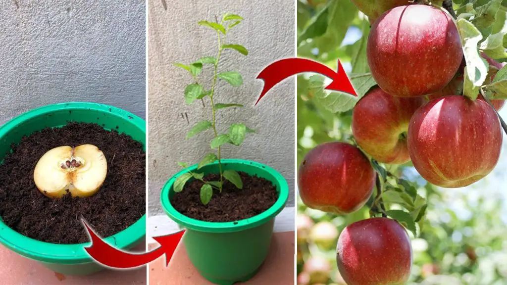 So effective ! I learned how to propagate plants from a 90 year old man