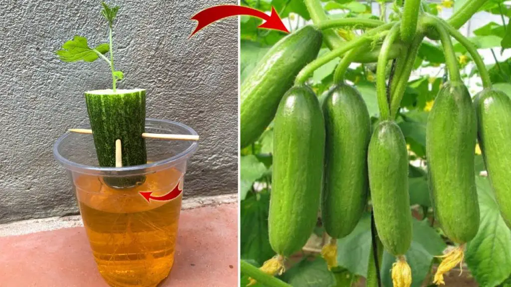 I was surprised to propagate cucumbers this way – Organic Gardening Tricks