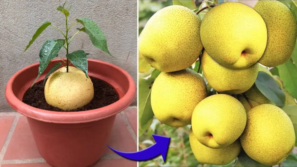 The method of breeding pears is extremely simple and unique – Organic ...