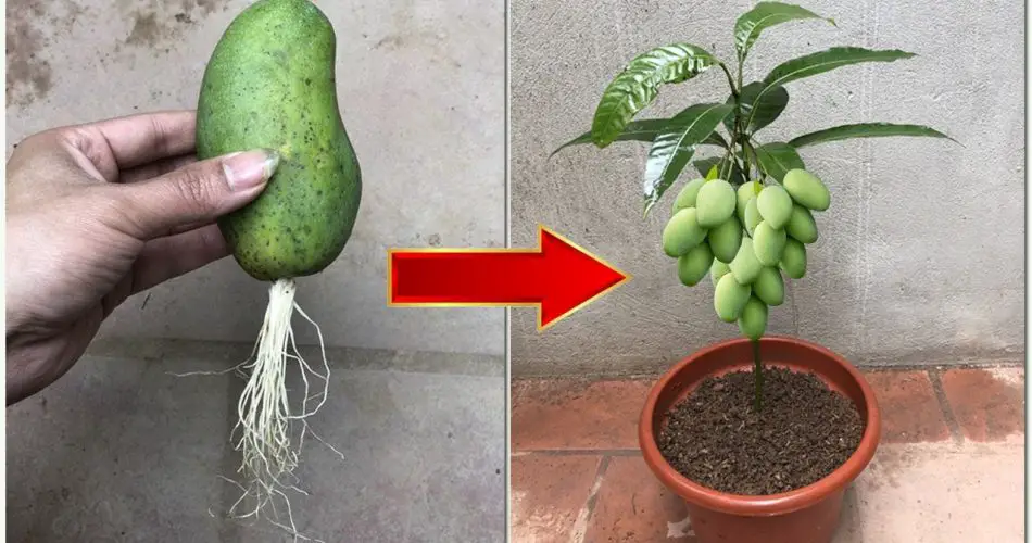 No One Would Have Thought That the Propagation of Mangoes Would Take ...