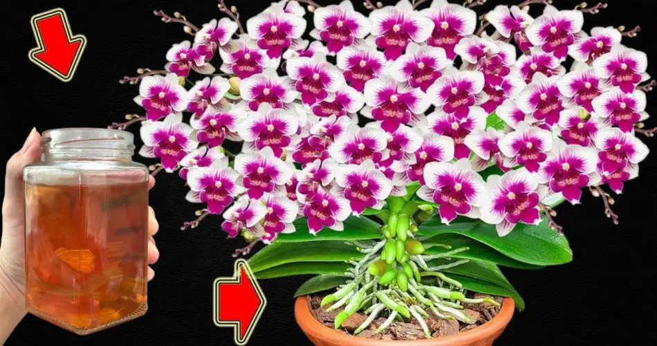 1 Cup Per Week Flowerless Orchids Bloom Non Stop All Year Long