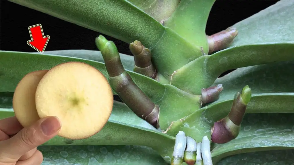Just 1 Thin Slice of Apple: Roots, Leaves, and Orchids Bloom All Year ...