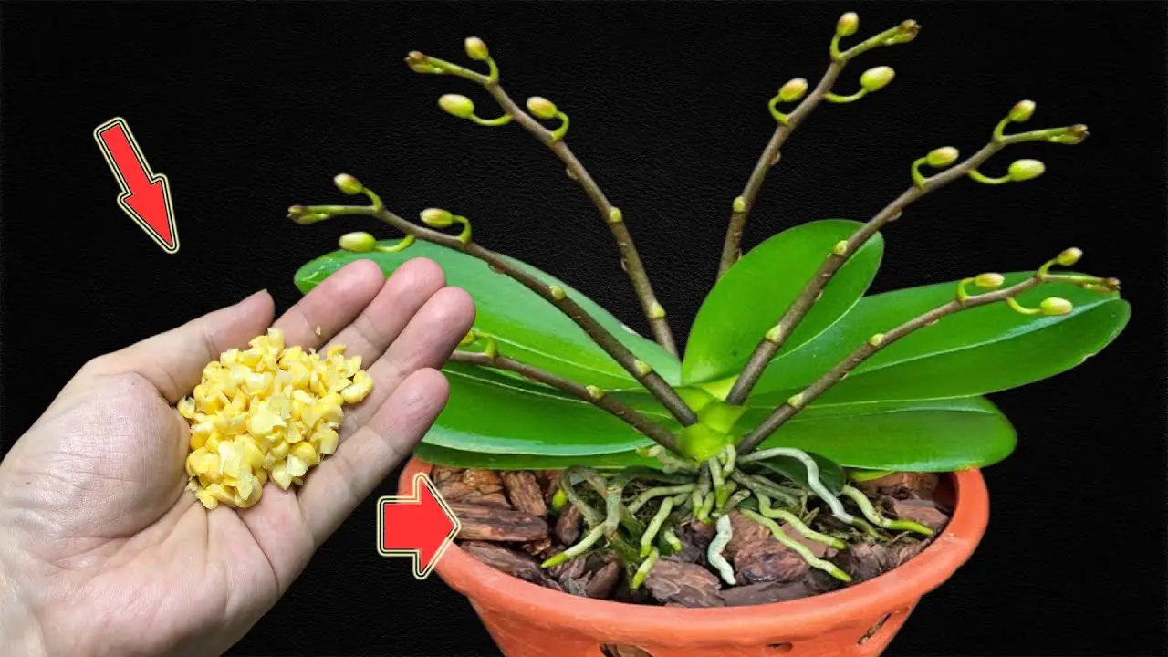 1 Little Per Tree! Orchids Bud and Bloom Like Crazy with Corn Elixir ...