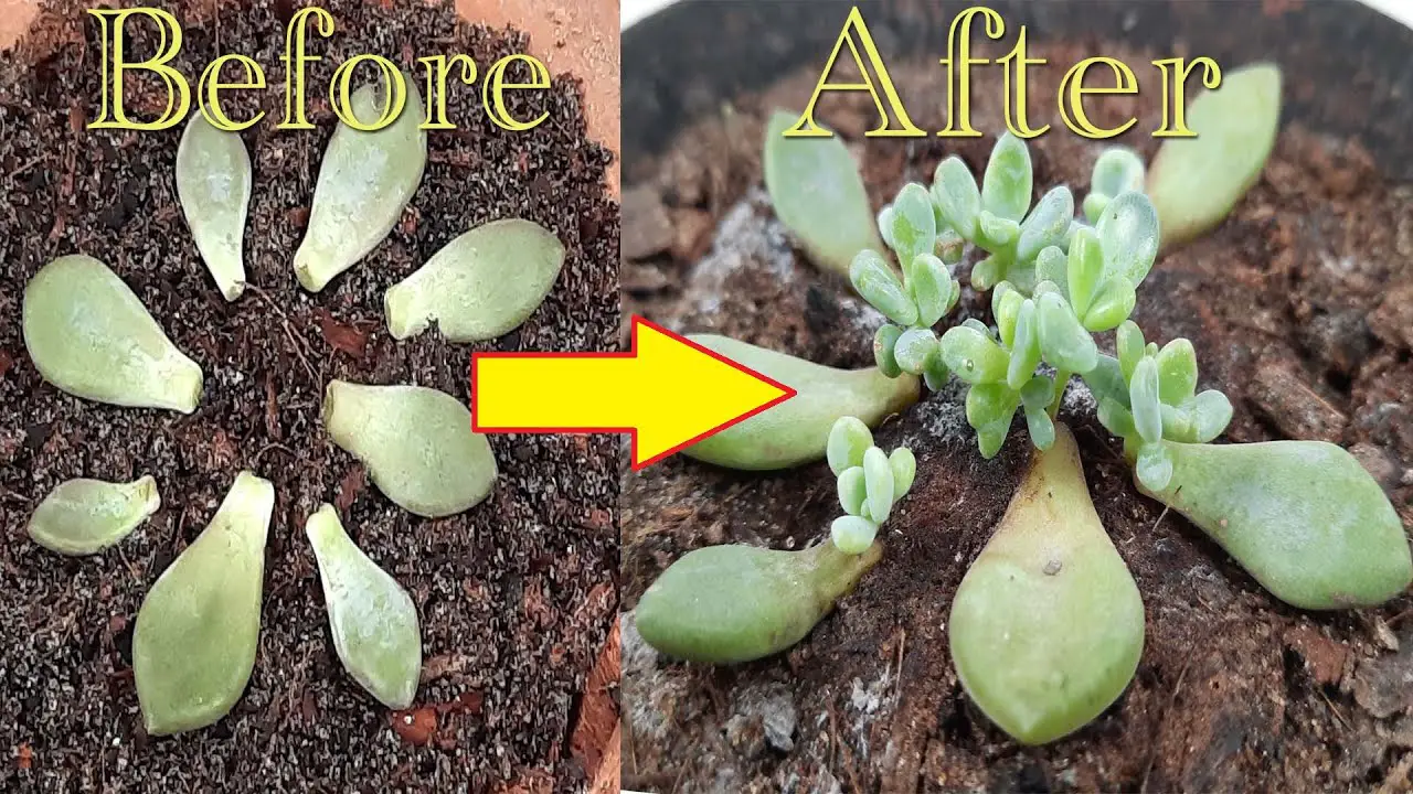 Easy Guide to Propagate Succulents: From Leaves and Cuttings – Organic ...