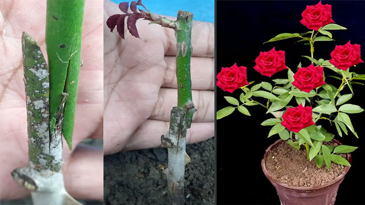 Grafted Root Roses Rose Grafting: A to Z Step-by-Step Guide for Simple Rose Grafting ...