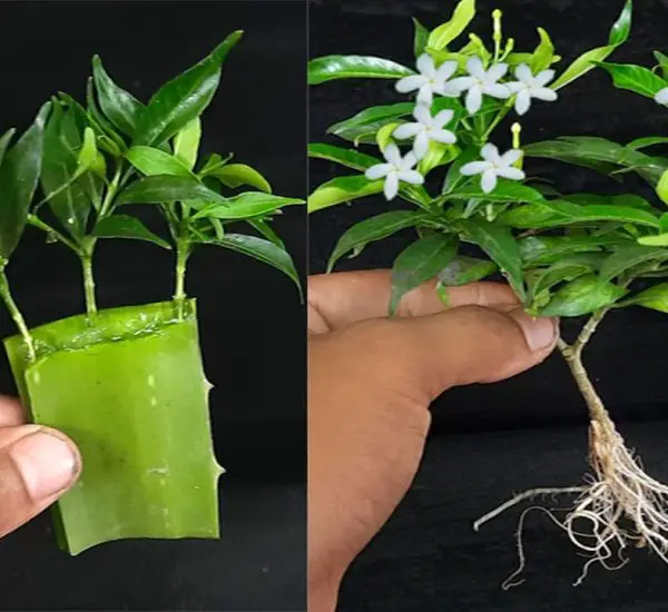 How To Grow A Banana Tree From A Banana вђ Simple Easy Method рџќњрџњ вђ Organic Gardening Tricks How To Grow A Banana Tree From A Banana вђ Simple Easy Method рџќњрџњ вђ Organic Gardening Tricks