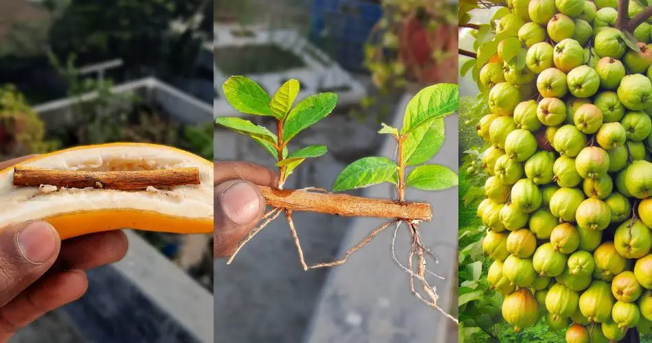 Guava Roots How to Grow Guava Tree from Cutting with Banana and Aloe Vera ...