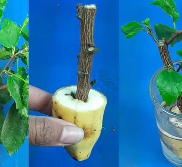 How To Grow A Banana Tree From A Banana вђ Simple Easy Method рџќњрџњ вђ Organic Gardening Tricks How To Grow A Banana Tree From A Banana вђ Simple Easy Method рџќњрџњ вђ Organic Gardening Tricks