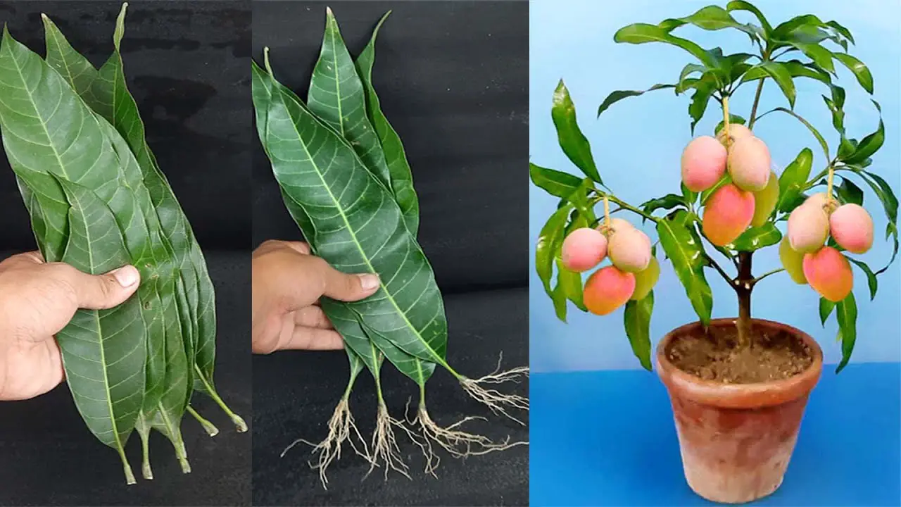 Mango Tree Step How to Grow Mango Trees from Mango Leaves with 100% Success – Organic ...