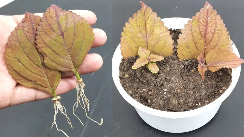 How to Propagate Coleus from a Single Leaf: A Simple and Effective ...