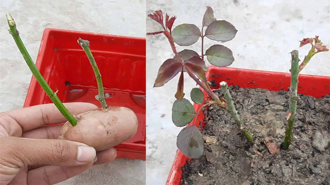 How to Grow a Rose from Cutting in a Potato: A Simple and Effective ...