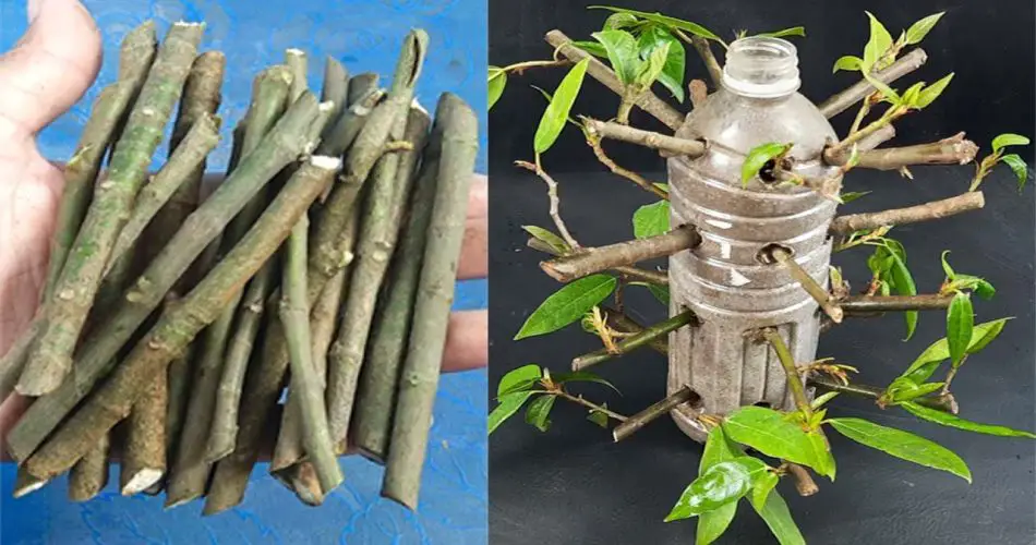 How To Grow A Fig Tree Uk (step-by-step Guide)