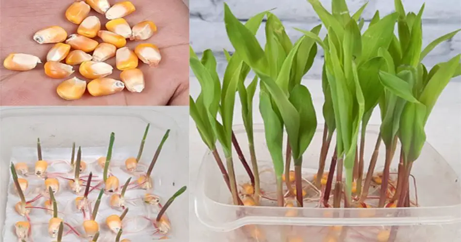 How to Grow Sweet Corn Quickly and Easily at Home 🌽 – Organic Gardening ...