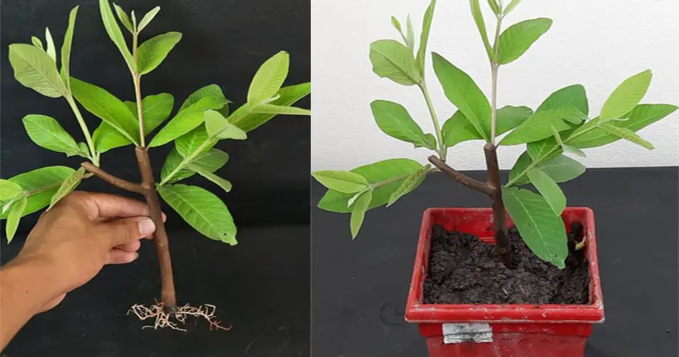 Guava Roots Easy Method to Grow Guava Tree from Cuttings in Water – 100% Success! 🌱 ...