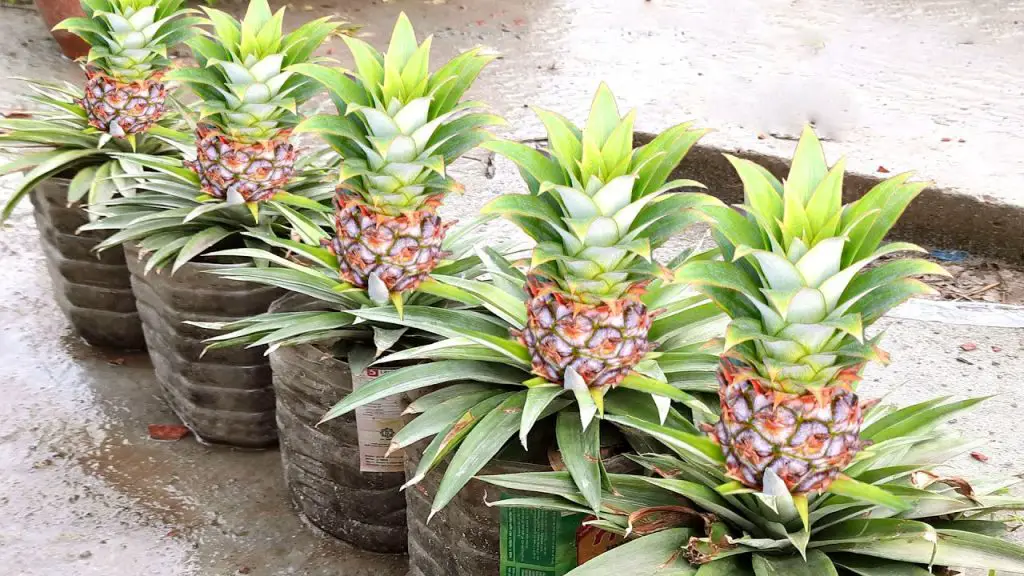 Easy Step By Step Guide To Growing Pineapples At Home DIY Pineapple 2 15 1024x576