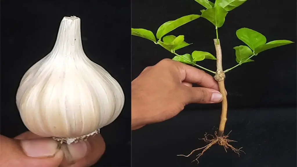 How to Grow Arabian Jasmine from Cuttings in Sand Using Garlic ...