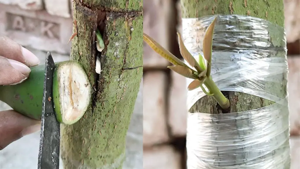“Homemade Banana Rooting Hormone for Grafting Mango Trees | Best ...