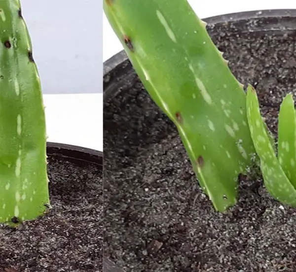 How To Grow A Banana Tree From A Banana вђ Simple Easy Method рџќњрџњ вђ Organic Gardening Tricks How To Grow A Banana Tree From A Banana вђ Simple Easy Method рџќњрџњ вђ Organic Gardening Tricks